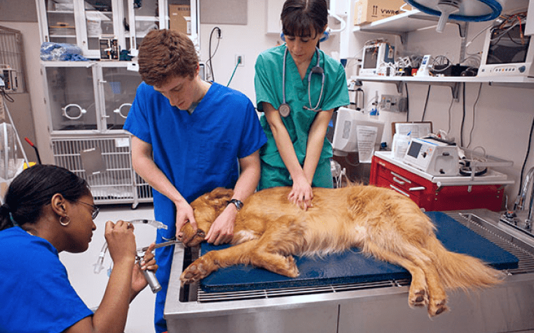 vets treating dog